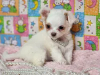 White Diamond, a female Chipoo for sale in Mountain Grove, MO – Photo 2 of 5