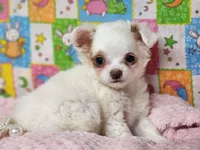 White Diamond, a female Chipoo for sale in Mountain Grove, MO – Photo 3 of 5
