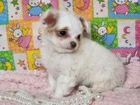 White Diamond, a female Chipoo for sale in Mountain Grove, MO – Photo 1 of 5