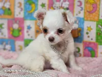 White Diamond, a female Chipoo for sale in Mountain Grove, MO – Photo 4 of 5