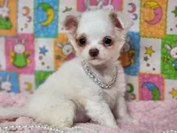 White Diamond, a female Chipoo for sale in Mountain Grove, MO – Photo 5 of 5