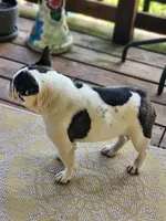 Butterball, a female French Bulldog for sale in Mountain Grove, MO – Photo 5 of 5