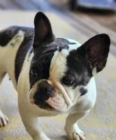 Butterball, a female French Bulldog for sale in Mountain Grove, MO – Photo 2 of 5