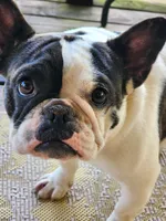 Butterball, a female French Bulldog for sale in Mountain Grove, MO – Photo 1 of 5