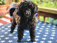Bella, a female Aussiedoodle for sale in Mountain Grove, MO – 4 of 5