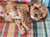 Blake, a male Poodle - Miniature  for sale in Mountain Grove, MO – Photo 3 of 3