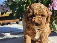 Blake, a male Poodle - Miniature  for sale in Mountain Grove, MO – Photo 1 of 3