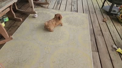 Duncan, a male Poodle - Miniature  for sale in Mountain Grove, MO – 8 of 9