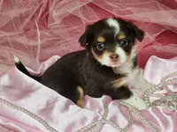 Dove, a female Chipoo for sale in Mountain Grove, MO – Photo 7 of 8