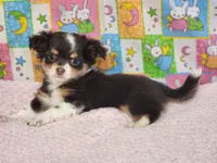 Dove, a female Chipoo for sale in Mountain Grove, MO – Photo 2 of 8