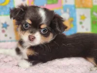 Dove, a female Chipoo for sale in Mountain Grove, MO – Photo 3 of 8