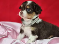 Dove, a female Chipoo for sale in Mountain Grove, MO – Photo 8 of 8