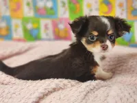 Dove, a female Chipoo for sale in Mountain Grove, MO – Photo 1 of 8