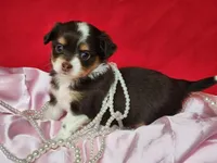 Dove, a female Chipoo for sale in Mountain Grove, MO – Photo 6 of 8