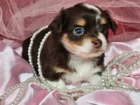 Dove, a female Chipoo for sale in Mountain Grove, MO – Photo 5 of 8