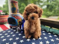 Memorial SALE, a male Poodle - Miniature  for sale in Mountain Grove, MO – 2 of 5