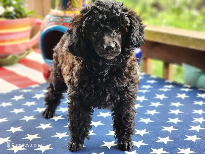 Bella – Aussiedoodle puppy for sale in Mountain Grove, MO