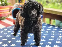 Bella, a female Aussiedoodle for sale in Mountain Grove, MO – 1 of 5