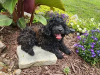 $100 off thru Thursday!, a female Aussiedoodle for sale in Mountain Grove, MO – 6 of 8