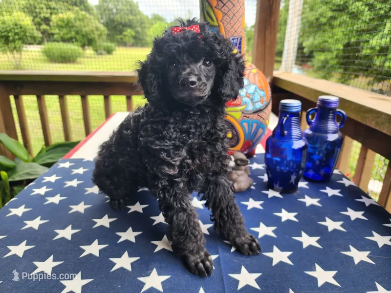 Tonya – Aussiedoodle puppy for sale in Mountain Grove, MO