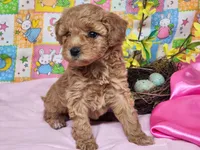 Bunny , a female Poodle - Toy  for sale in Mountain Grove, MO – Photo 2 of 2