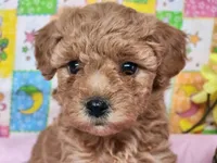 Bunny , a female Poodle - Toy  for sale in Mountain Grove, MO – Photo 1 of 2
