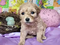 Piper, a female Poodle - Toy  for sale in Mountain Grove, MO – Photo 1 of 3