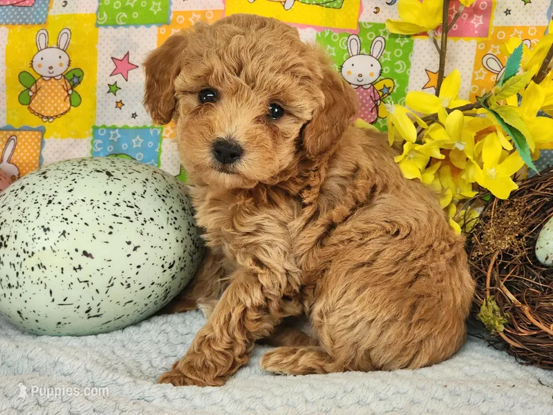 Dallas  – Poodle - Toy  puppy for sale in Mountain Grove, MO