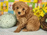 Dallas , a male Poodle - Toy  for sale in Mountain Grove, MO – Photo 1 of 6