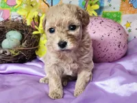 Piper, a female Poodle - Toy  for sale in Mountain Grove, MO – Photo 3 of 3