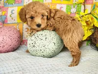 Dallas , a male Poodle - Toy  for sale in Mountain Grove, MO – Photo 2 of 6