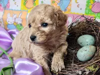 Piper, a female Poodle - Toy  for sale in Mountain Grove, MO – Photo 2 of 3