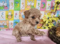 Dallas , a male Poodle - Toy  for sale in Mountain Grove, MO – Photo 5 of 6