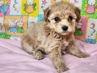 Dallas , a male Poodle - Toy  for sale in Mountain Grove, MO – Photo 3 of 6