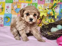 Dallas , a male Poodle - Toy  for sale in Mountain Grove, MO – Photo 6 of 6