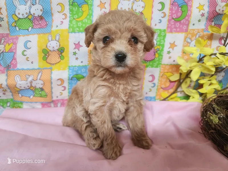 Piper – Poodle - Toy  puppy for sale in Mountain Grove, MO