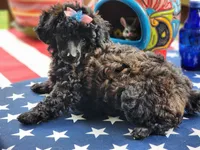 Bella, a female Aussiedoodle for sale in Mountain Grove, MO – 5 of 5