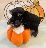 Black and Silver with White Socks Boy, a male Miniature Schnauzer for sale in Malvern, AR – 3 of 4