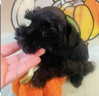 Solid black with white toes, a male Miniature Schnauzer for sale in Malvern, AR – 2 of 4