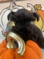 Solid Black Boy, a male Miniature Schnauzer for sale in Malvern, AR – 3 of 3