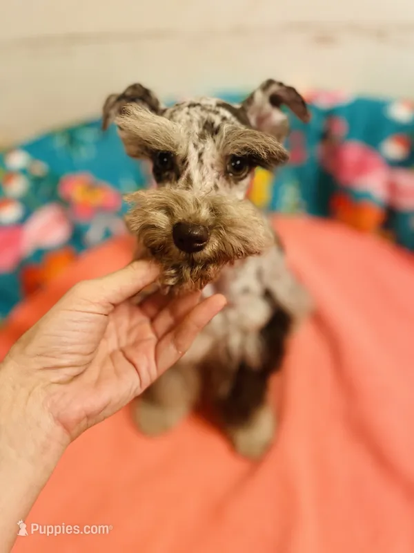 Dottie (Dot Dot) – Miniature Schnauzer, Poodle - Miniature  puppy for sale in Malvern, AR