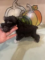 Black and Silver with White Socks Boy, a male Miniature Schnauzer for sale in Malvern, AR – 4 of 4