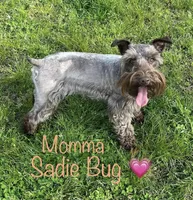 Solid black with white toes, a male Miniature Schnauzer for sale in Malvern, AR – 3 of 4