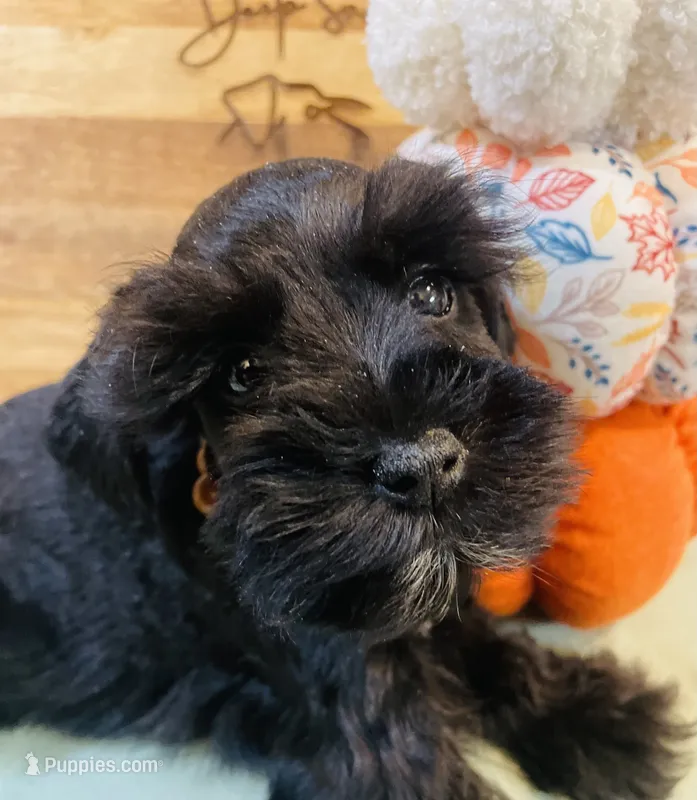 Solid black with white toes – Miniature Schnauzer puppy for sale in Malvern, AR