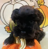 Solid black with white toes, a male Miniature Schnauzer for sale in Malvern, AR – 1 of 4