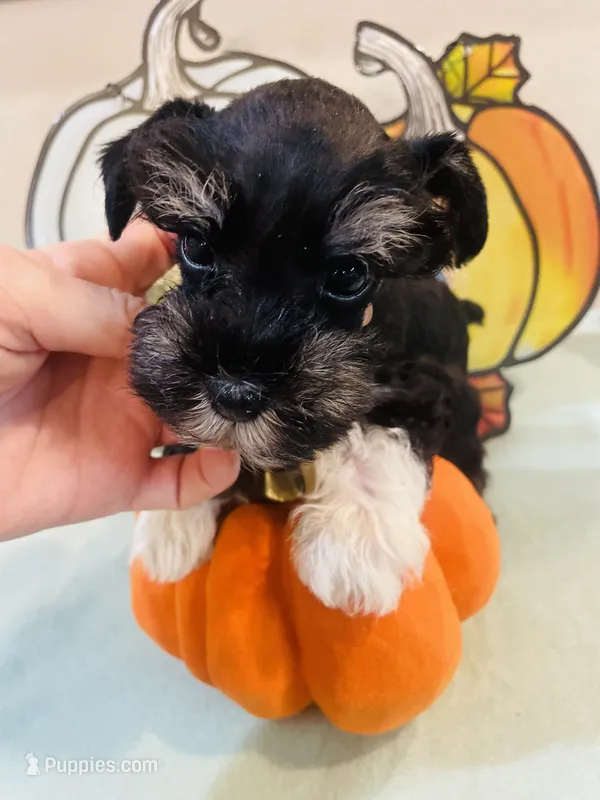 Black and Silver with White Socks Boy – Miniature Schnauzer puppy for sale in Malvern, AR