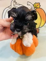 Black and Silver with White Socks Boy, a male Miniature Schnauzer for sale in Malvern, AR – 1 of 4