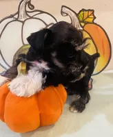 Black and Silver with White Socks Boy, a male Miniature Schnauzer for sale in Malvern, AR – 2 of 4