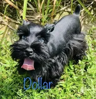 Solid black with white toes, a male Miniature Schnauzer for sale in Malvern, AR – 4 of 4
