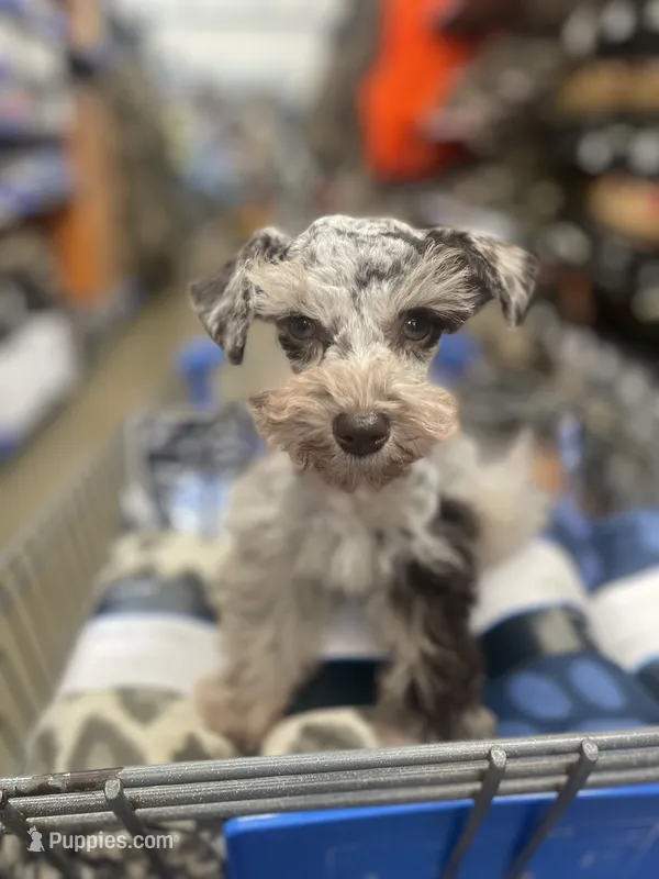 Dottie (Dot Dot) – Miniature Schnauzer, Poodle - Miniature  puppy for sale in Malvern, AR